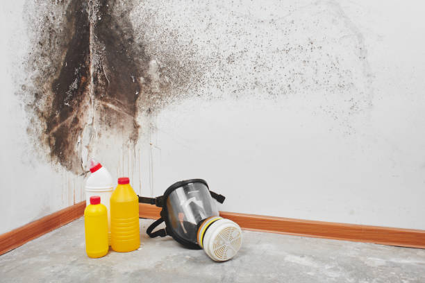Best Emergency Mold Removal  in Ebensburg, PA