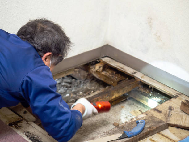 Best Best Mold Removal Companies  in Ebensburg, PA