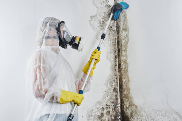 Best Mold Testing  in Ebensburg, PA