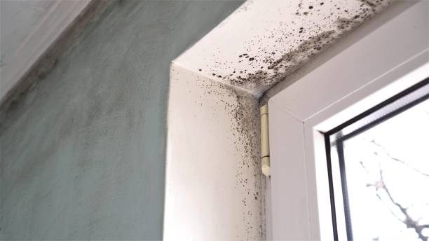 Best Professional Mold Removal  in Ebensburg, PA