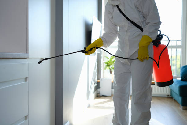 Best Black Mold Removal  in Ebensburg, PA