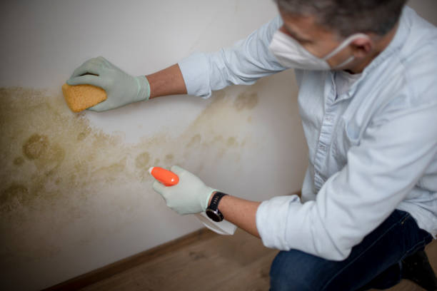Best Certified Mold Removal  in Ebensburg, PA