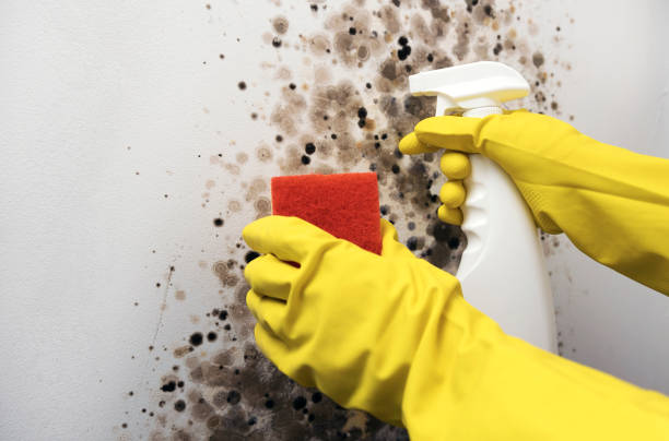 Trusted Ebensburg, PA Mold Removal Experts