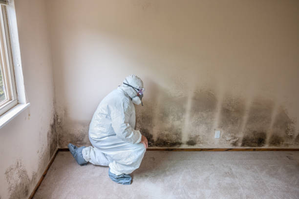 Best Office Mold Removal Services  in Ebensburg, PA