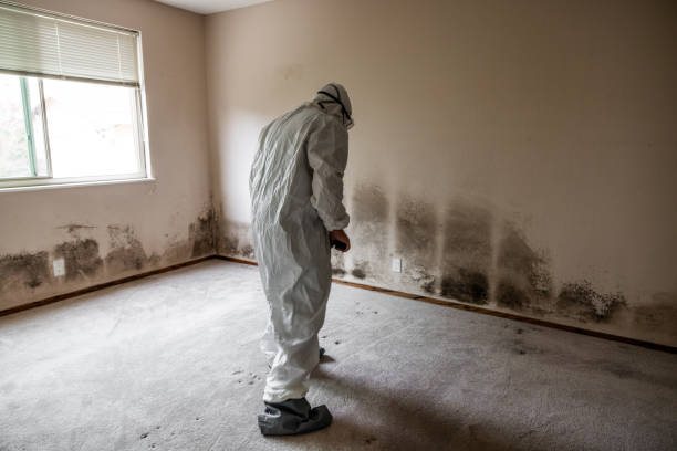 Mold Removal and Inspection in Ebensburg, PA