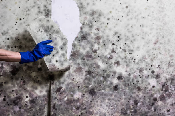 Best Mold Removal Company Near Me  in Ebensburg, PA