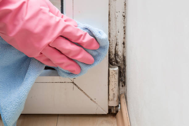 Best Commercial Mold Removal  in Ebensburg, PA